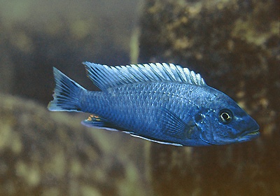 Pseudotropheus tursiops 'Chizumulu Island'